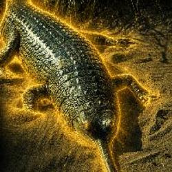 Gharial / BNB