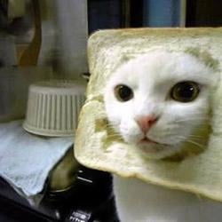 breadcat