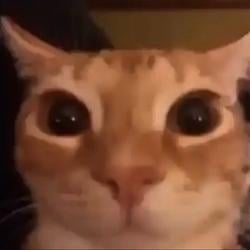kitty