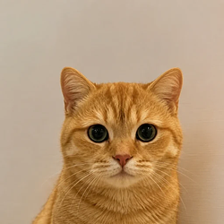 pussy / SOL