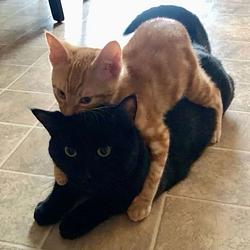 rapecat / SOL