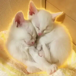 YingYang / SOL