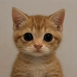 neko