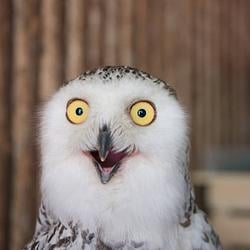 owl