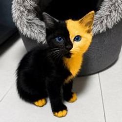 BICAT