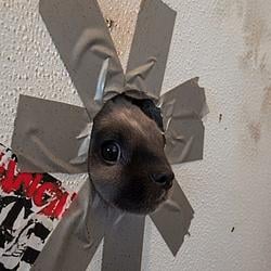 DogInHole / SOL