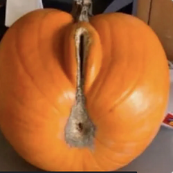 pumpanus / SOL
