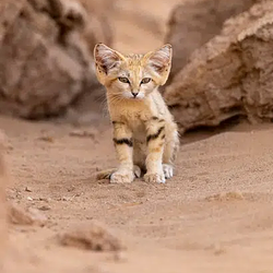 Sandcat