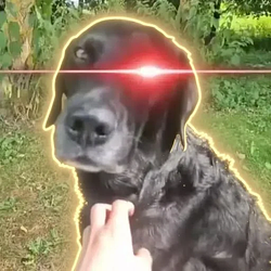 SOYDOG / SOL