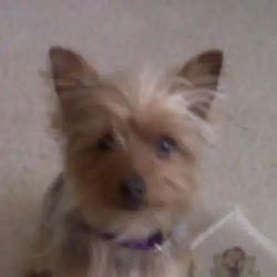 Tdog