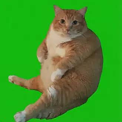 Chonk / SOL