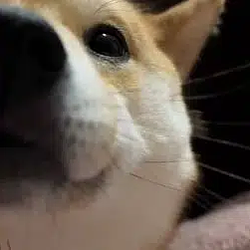 VIBEINU