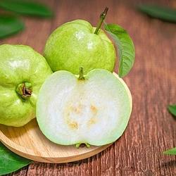 JAMBU