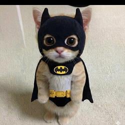 bat cat