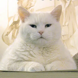 lolcat