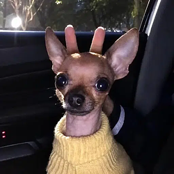twaniimals