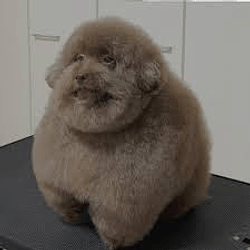 Scoobert