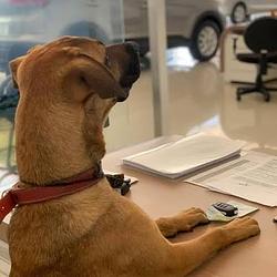 CARDEALER