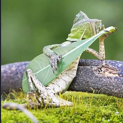 Rango / SOL