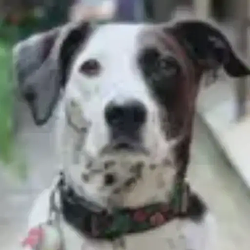 MINNIE