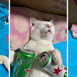 DRUNKCAT