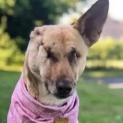 MAGGIE