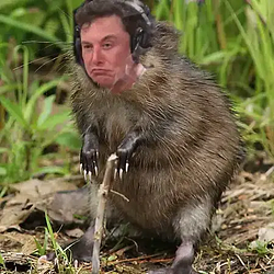 MUSKRAT
