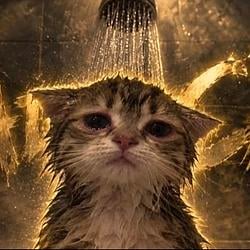 sadcat