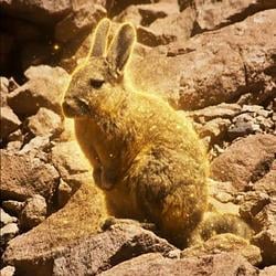 Viscacha