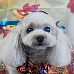 KOJI