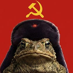 TOAD / SOL