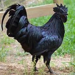 MikeHawk