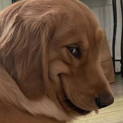 RAPEDOG / SOL