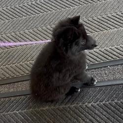 Max