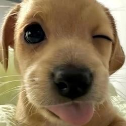 hey
