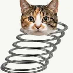 Boing-Boing