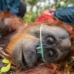 ORANGUTANS