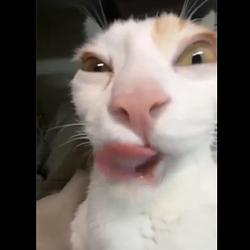 SEXYCAT