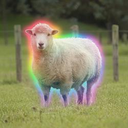 Wool / SOL
