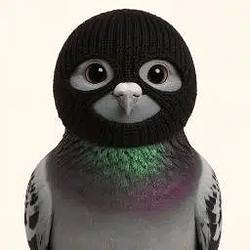 Pigeon