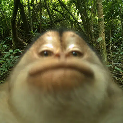 munke