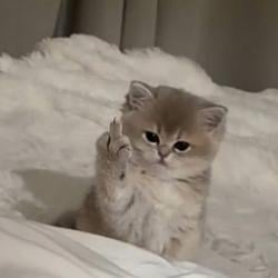 fuckcat