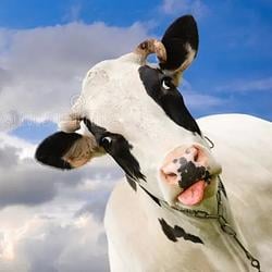 COW / SOL