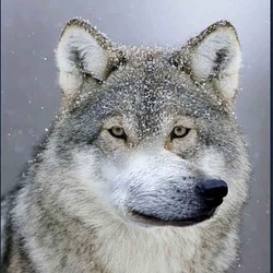 welf