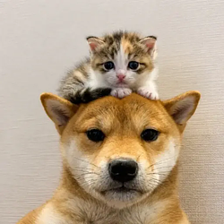 WIF / SOL