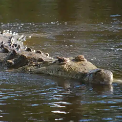 CROCODILE