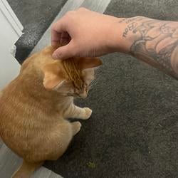 Kitty