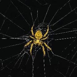 Bpider / BNB