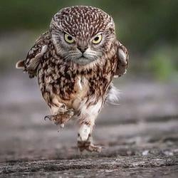 Runner