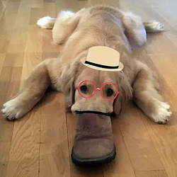 SNEAKDOGGY